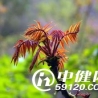 春季一定要吃这四“香”菜