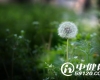 爱智慧与讲真话同源