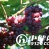 哪些水果能够预防前列腺炎