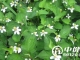 [第379期]舌尖上的鱼腥草你敢吃吗？