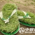 人字拖洞洞鞋暗藏健康隐患