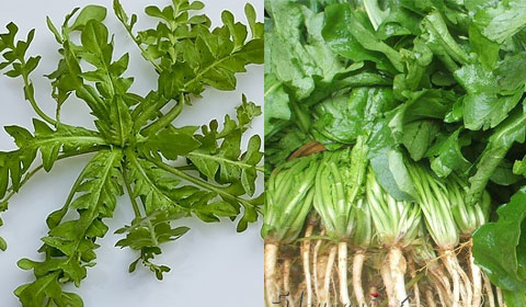 [第145期]能治病的菜系列之九——荠菜