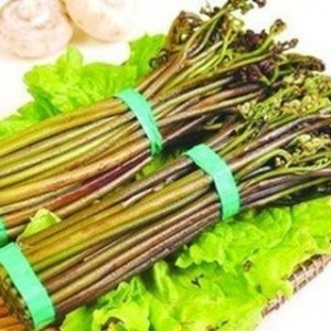 [第412期] 蕨菜或致癌，野菜未必安全