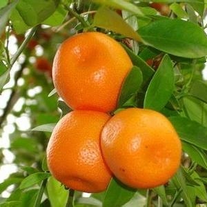 秋季吃橘子要注意的事项