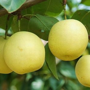 秋季宜食梨 各种秋季梨大推荐