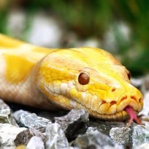 秋季蛇伤高发 外出野游要当心
