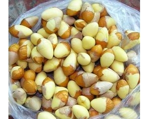 白果中毒的急救与预防