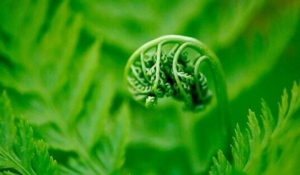 [第610期]野菜确能抗癌 但也需适量