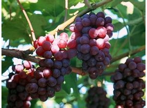 哪些水果能够预防前列腺炎