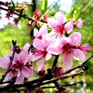 春暖花开，可采花入药膳
