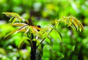香椿正当时， 怎样吃香椿才安全？