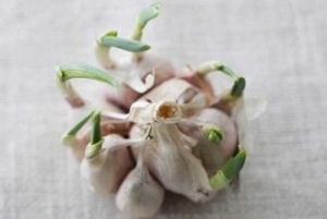 发芽大蒜竟有意想不到的神奇功效