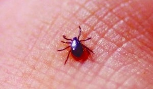 [第755期]从艾薇儿住院说如何防蜱虫