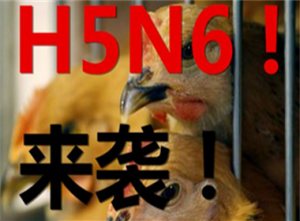 [第975期]广州H5N6患者死亡 人传人吗？