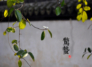 [第1000期]惊蛰要吃梨!来这里看养生之道