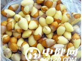 白果中毒的急救与预防