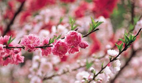 [第034期]春风拂面吹 谨防“桃花癣”