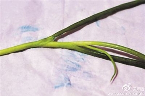 大葱一擦全是蓝色痕迹专家称或因残留杀菌剂