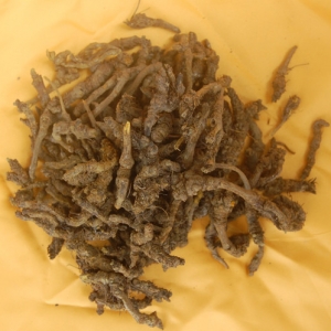 治疗肛窦炎偏方（一）