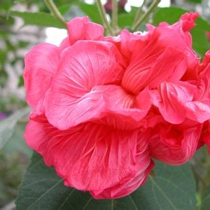 芙蓉花治老烂脚