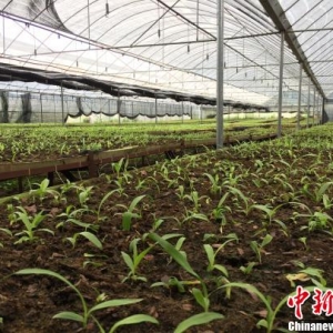 濒危中药白芨首次在贵州实现规模化种苗生产