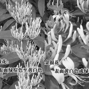 食药监局回应山银花事件：要求药企改处方名