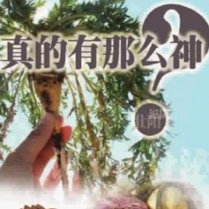 壮阳神药只是传说 玛卡乱象丛生价格差10倍