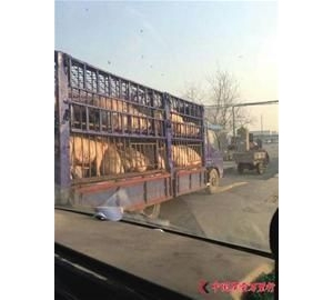 央视曝光疑似病猪流入金锣集团德州工厂停产