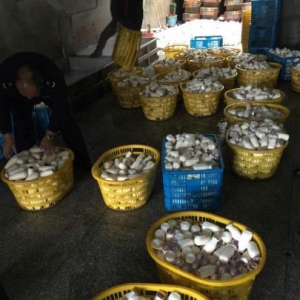 温州无良商家卖过期早餐奶被抓日销量两万瓶