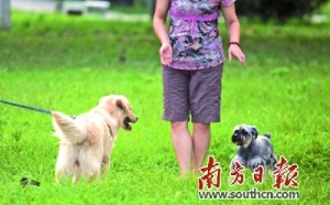 狂犬病致死率百分百 猫狗抓伤不能心存侥幸