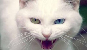 [第756期]猫抓也致命，警惕猫抓病！