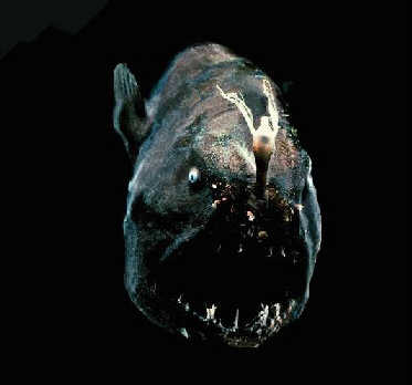 七大不明海洋生物