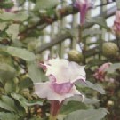 致幻植物之谜