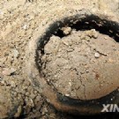 北京大兴发现完好无损千年芝麻