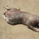 美国海滩发现神秘怪兽 引发网络大猜想