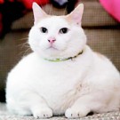 美国超级肥猫体重40斤 上电视节目寻找主人