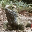 “活恐龙”手术后变色鬼 111岁当爸爸(图)