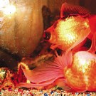 英国一只金鱼因头朝下式“仰泳”一举成名(图)