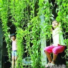 超级空心菜长到14米 小孩用其荡秋千