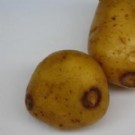 大发现：土豆病毒可能成阿尔茨海默氏症治疗关键