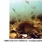 日本天皇贪吃引进美国鱼种危及生态平衡
