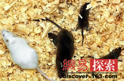 最新研究表明：老鼠用人类面霜会形成皮肤癌