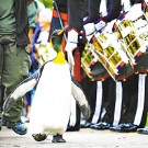英国企鹅获封挪威爵士 “检阅”国王士兵