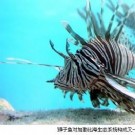 加勒比海的“杀手”使当地鱼类大量死亡