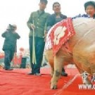 重庆“猪坚强”当选年猪王 颇具贵族气质