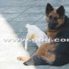 母爱无界！狼狗妈妈“收养”小羊羔