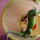 家中发现怪异美洲爬行动物
