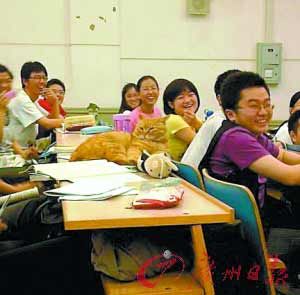 北大“学术校猫”走红网络