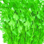 研究发现：香菜子油可杀菌