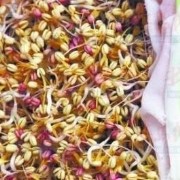 豆芽喷生长剂 吃多容易致癌